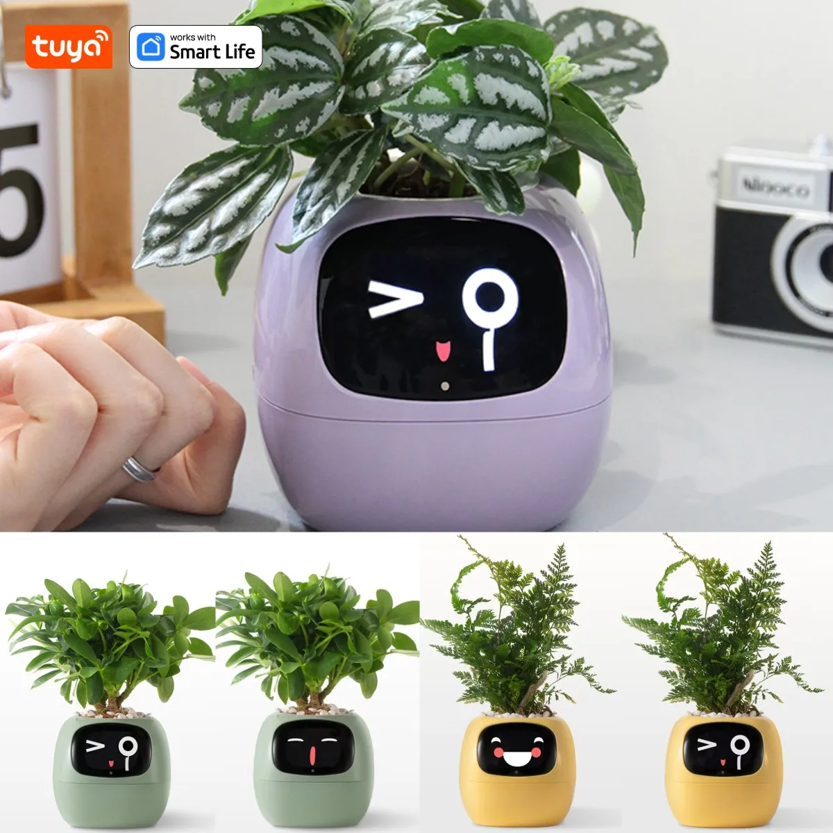 Plants Decor